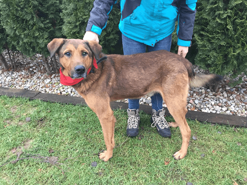 Zachęcamy do adopcji porzuconych zwięrząt