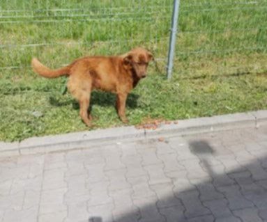 Pies szuka właściciela
